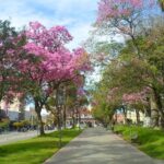 Plaza 25 de Mayo – Capital