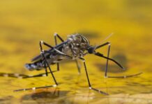 Vacunación contra la fiebre amarilla