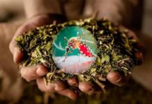 Científicos argentinos usan compuestos de la yerba mate para combatir el dengue
