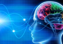 Precisión sin precedentes: desarrollan un atlas del cerebro con Inteligencia Artificial