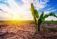 Menos lluvias, calor extremo y más sequía: La Niña se extenderá hasta enero en Argentina