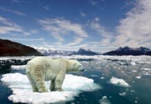 El Ártico rompe récords de calor registrando el año más caluroso desde 1900