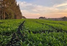 De Misiones al mundo: el primer té argentino con baja huella de carbono