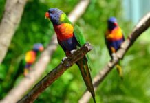 Científicos alertan sobre la desaparición progresiva de aves en bosques tropicales