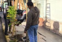 Tinogasta: el Municipio fortalece el arbolado urbano con operativos de tutorado y poda