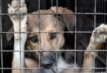 Impulsan la creación de la Oficina de Fiscalización de maltrato animal en la Capital