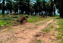 Masacre en Honduras: al menos 14 muertos tras un brutal ataque en una finca