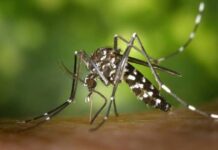 Confirman nuevo caso de Dengue en Catamarca