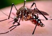 No se registraron casos de Dengue y Chikungunya en la última semana
